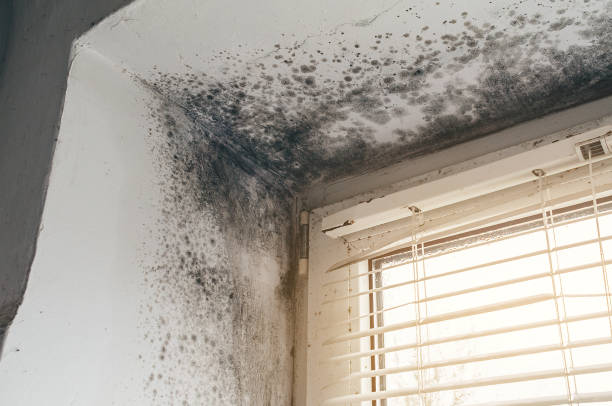 Affordable Mold Inspection And Testing solutions in West Roxbury, MA